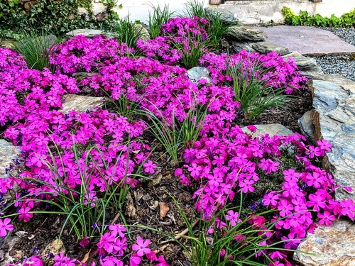 Phlox subulata McDaniels Cushion  Flox (Płomyk) szydlasty